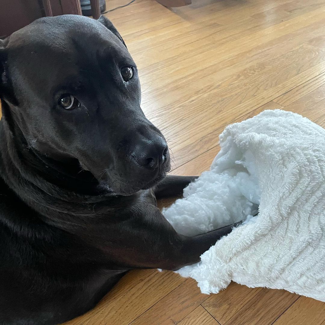 Dog caught damaging a pillow