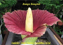 Bunga Bangkai