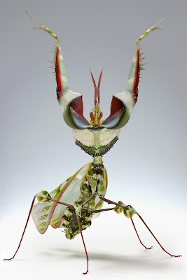 Idolomantis diabólica, Mantis de la Flor del Diablo 