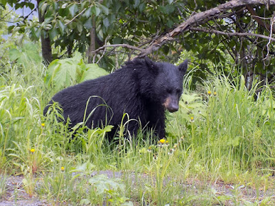 The Black Bear Allowed Us to Follow as He Made His Way Down the Road