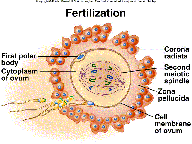 Fertilisasi | Biologi Reproduksi