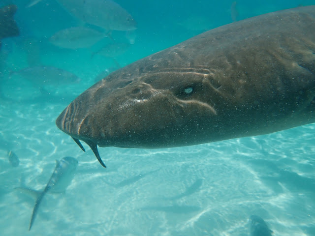 nurse shark