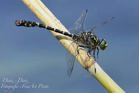 Kleine Zangenlibelle (Onychogomphus forcipatus)