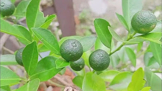 Cara Merawat Jeruk Santang Madu agar Cepat Berbuah