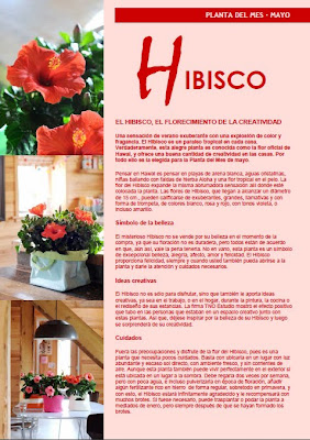 Oficina Holandesa de Flores