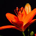 Cómo hacer un time-lapse de una flor floreciente: una guía para principiantes