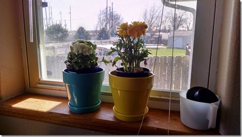 IMG_20150411_152501643_HDR
