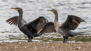 Cormorant DFBridgeman