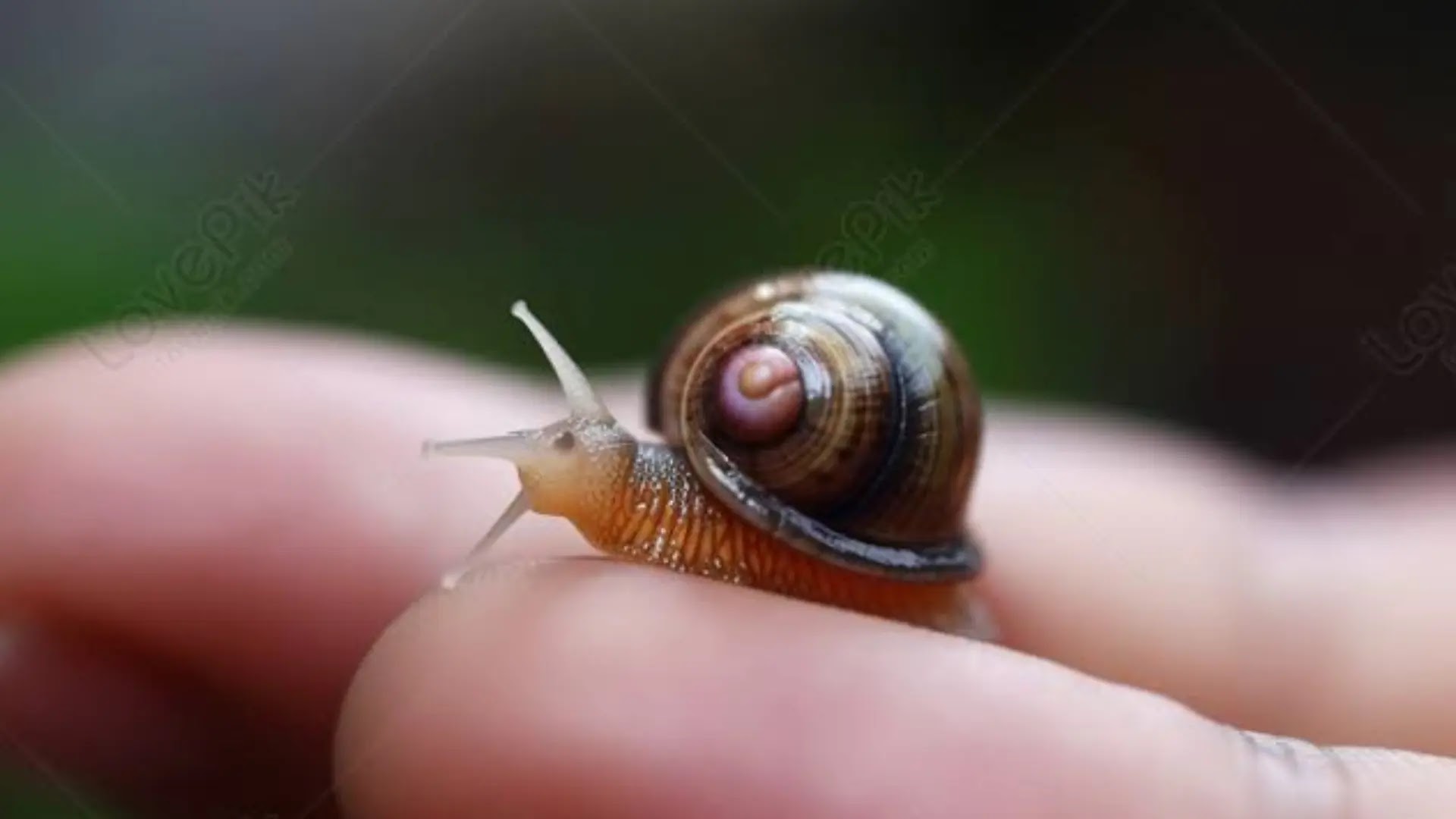 Daur hidup Siput