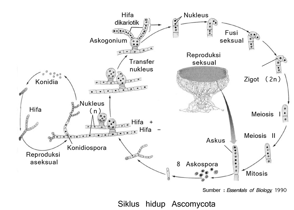 Ciri ciri Jamur  Ascomycota dan contoh contohnya 