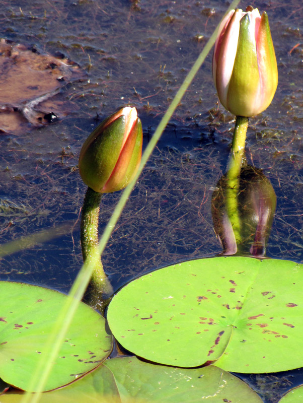 Food Chain For Kids. pond food chain for kids.