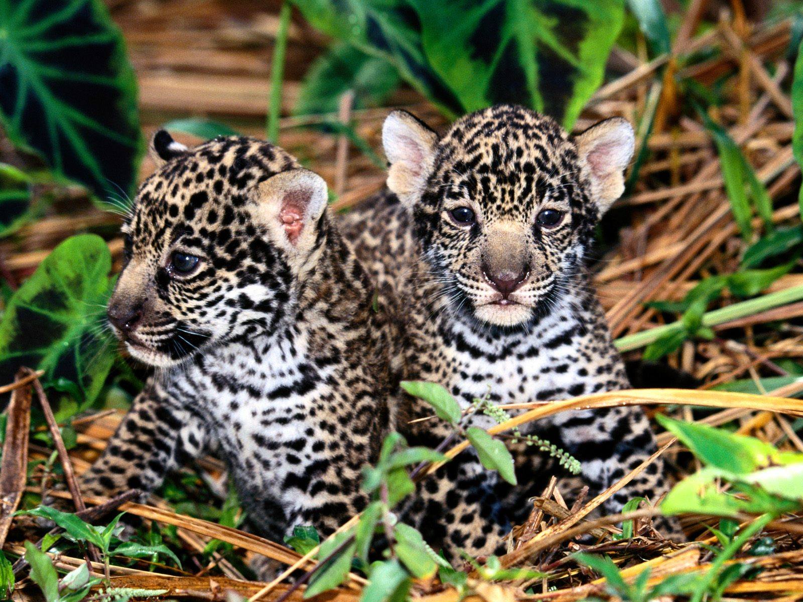Two Jaguar Cubs
