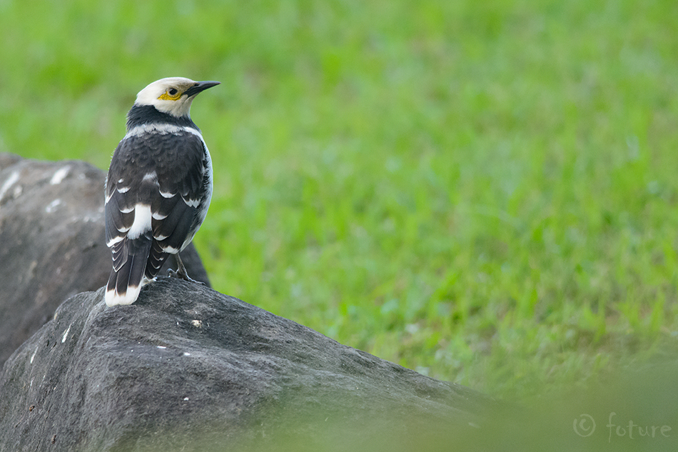 Kaelus-kuldnokk, Gracupica nigricollis, Black-collared Starling, sturnus