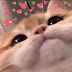 80 Crying Cat memes hearts