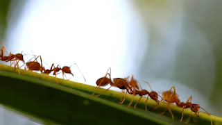 Sophisticated Colony Structures of Ants