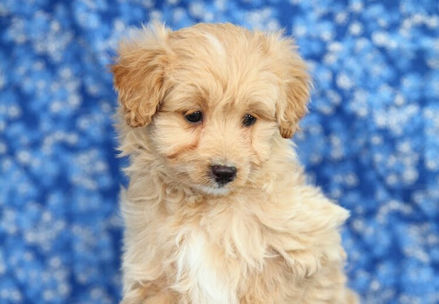 "Adorable Pomapoo Dog with a fluffy coat and expressive eyes, capturing the irresistible cuteness and intelligence of this delightful Pomeranian and Poodle mix."