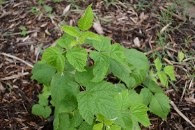 Raspberry bush getting bigger