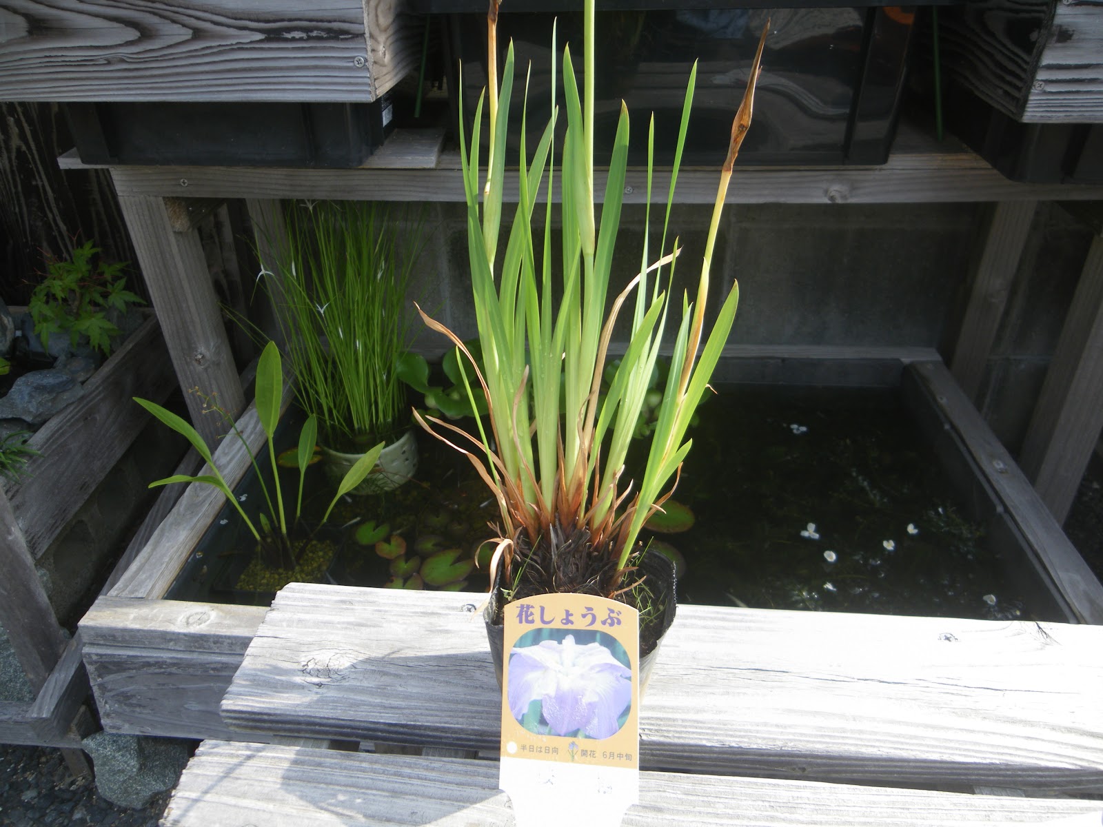 花菖蒲 ハナショウブ の鉢植えの育て方 株分け 植え替え 芽吹き 開花 メダカの大工