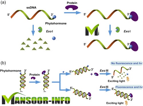 What is Nucleic Acid