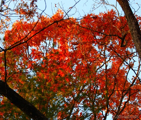 12. looking up-kab