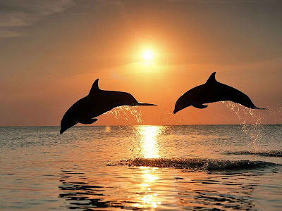 الدولفين فى البحر، خلفيات بحر مميزة جديدة