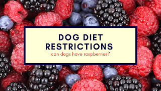 can dogs have raspberries