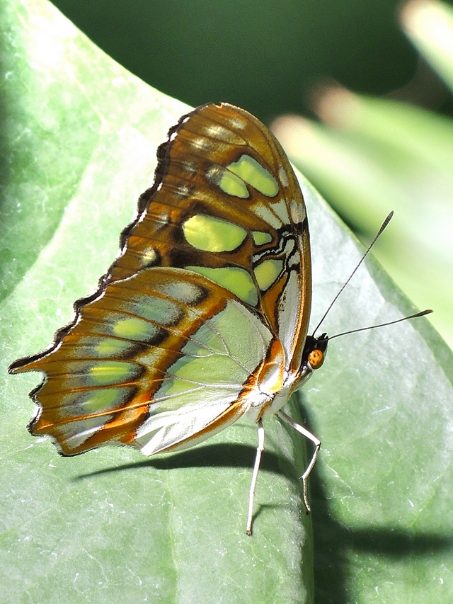 de zoo: magie in de vlindertuin