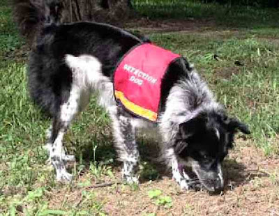 Maya the koala poo sniffing dog