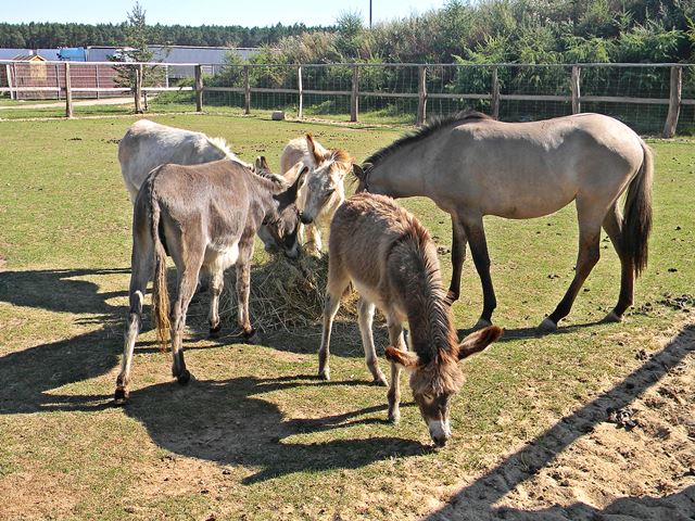 jak dojechać do mini zoo w mostkach?