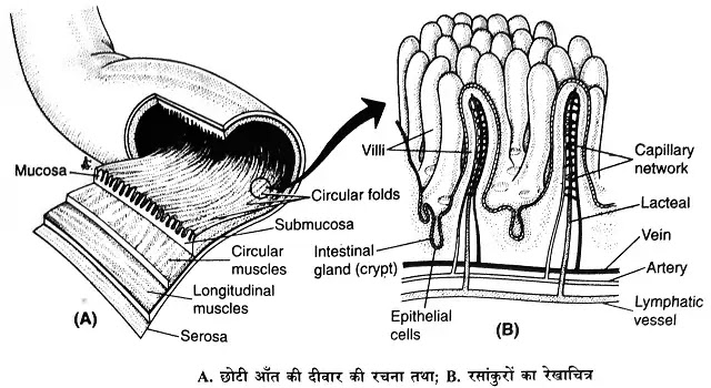 छोटी आँत (small intestine) : परिभाषा, संरचना, कार्य, भाग|hindi
