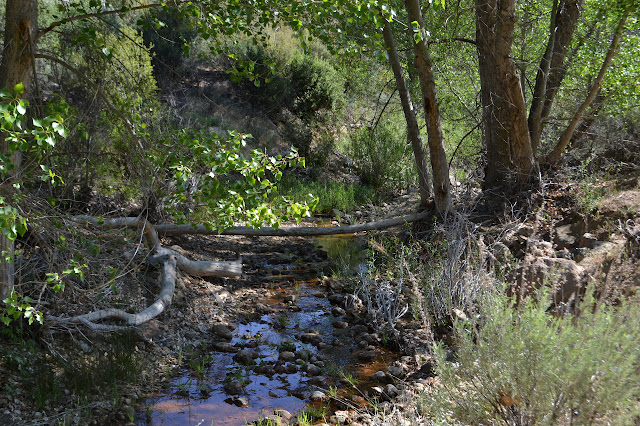 copper colored creek under trees