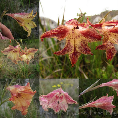 Gladiolus maculata