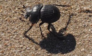 Algunos Cacarudos,Coleopteras de Península Valdés