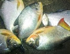 mengenal Klasifikasi dan Morfologi Ikan Bawal