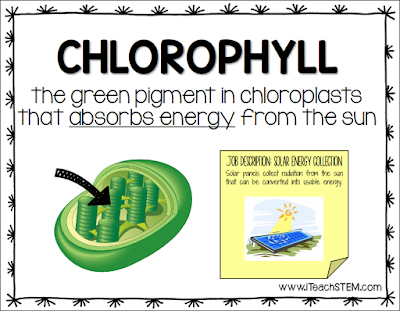 Students complete different interactive notebook templates and review sheets to help further solidify their understanding of each organelle of a cell and it's role in the plant and/or animal cell.