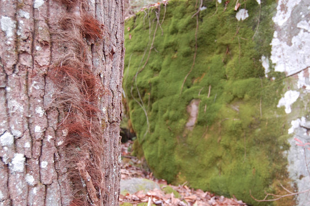 Moss growing on a rock in the Southeastern Tennessee Forest.