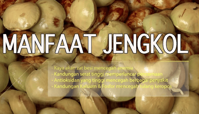 Manfaat Jengkol Untuk Kesehatan Anda