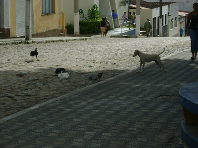 Resultado de imagem para fotos de itarantim ruas lixo