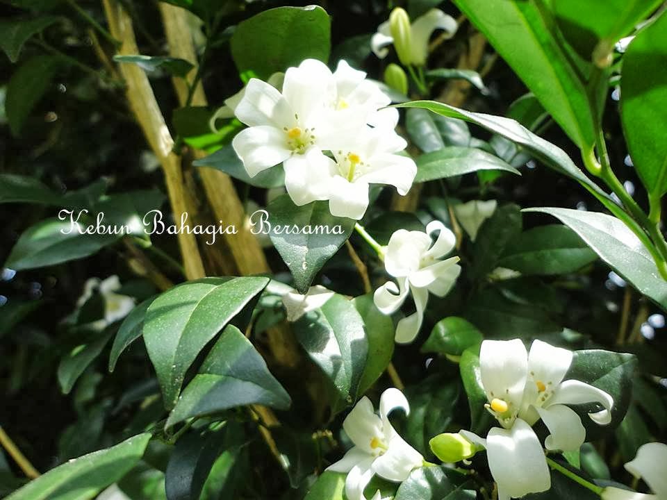 Kebun Bahagia Bersama Bunga Warna Putih 