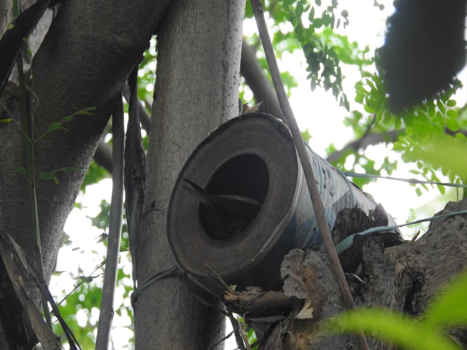 Magpie Robin Male Feeding the Babies