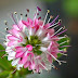 Delicate Hebe Flowers