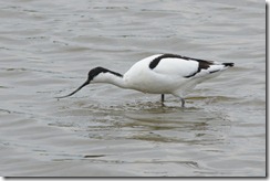 Avocet