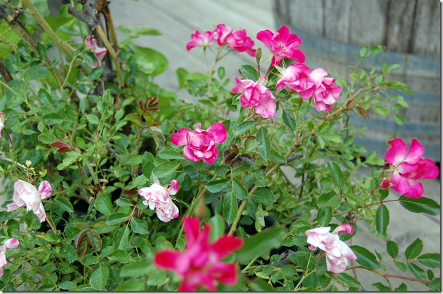 PamsPink