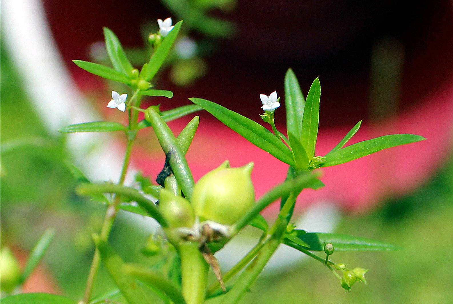 Foto Macro Bunga Krokot Jepretan Hari Ini loveheaven07