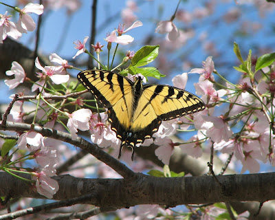 yoshino cherry tree pictures. yoshino cherry blossoms.