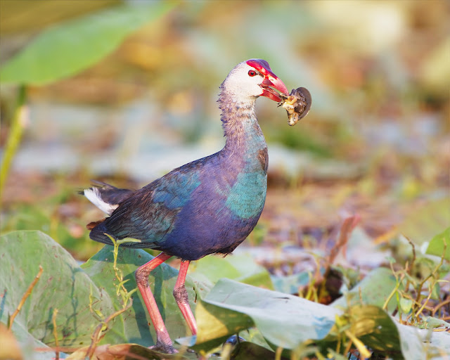 The Purple Swamphen: A Majestic Wetland Icon