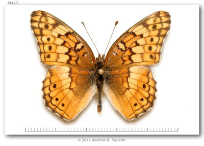 Mariposa Claudia Euptoieta claudia