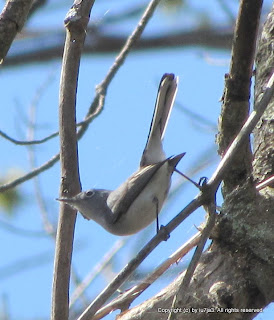 Blue-gray Gnatcatcher