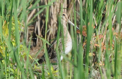 Snipe (Gallinago sp)