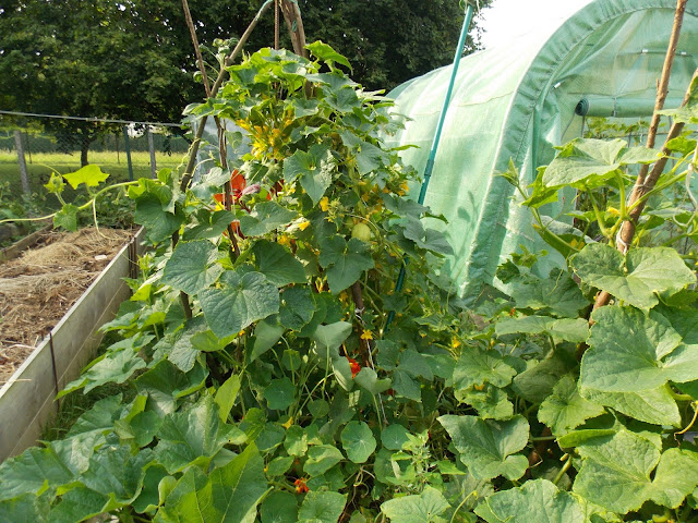 Pour gagner de la place au jardin, cultivez des plantes grimpantes !